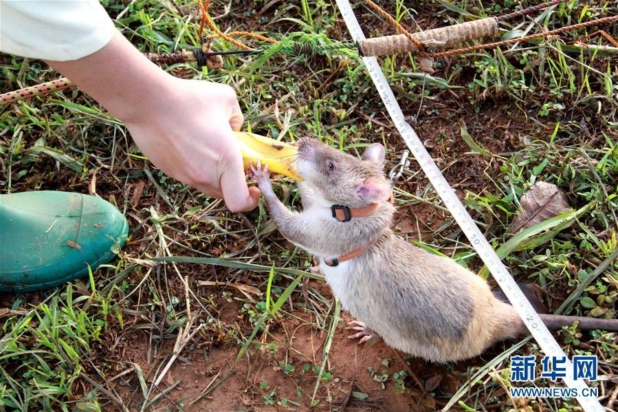 华为星河, ai 高算效数据中心网络亮相中国算力大会，在网计算加速技术获年度重大突破成果奖
